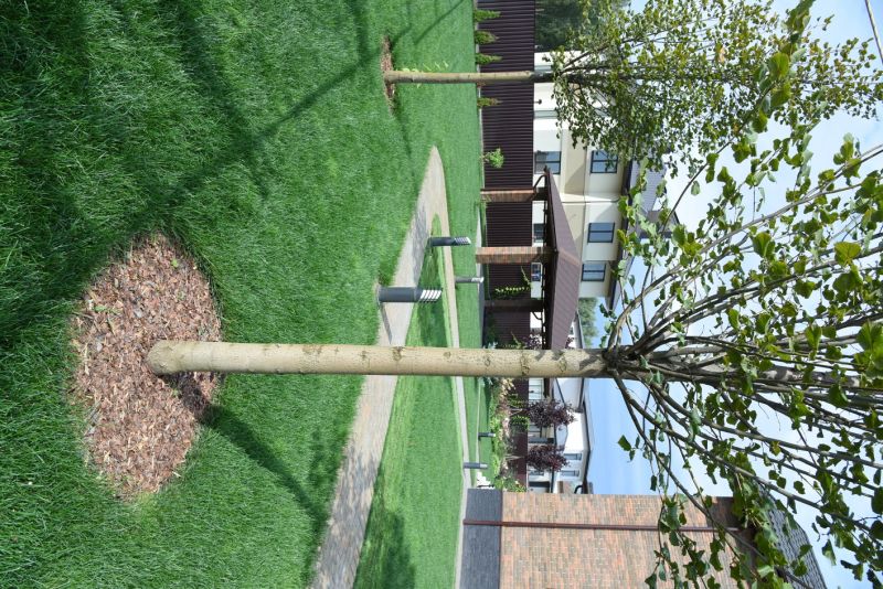 Ornamental Tree Planting in Honolulu, HI