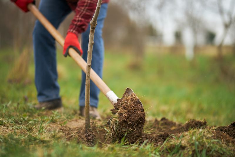 Pine Tree Planting in Honolulu, HI