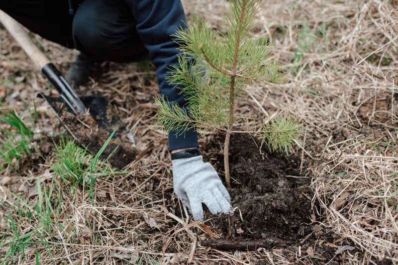 Privacy Trees Planting in Honolulu, HI
