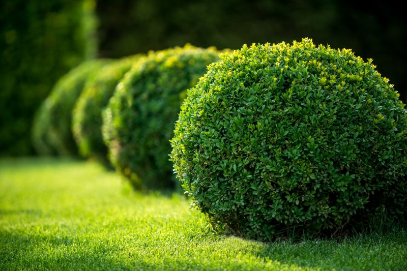 Softscaping Service in Ventura County, CA